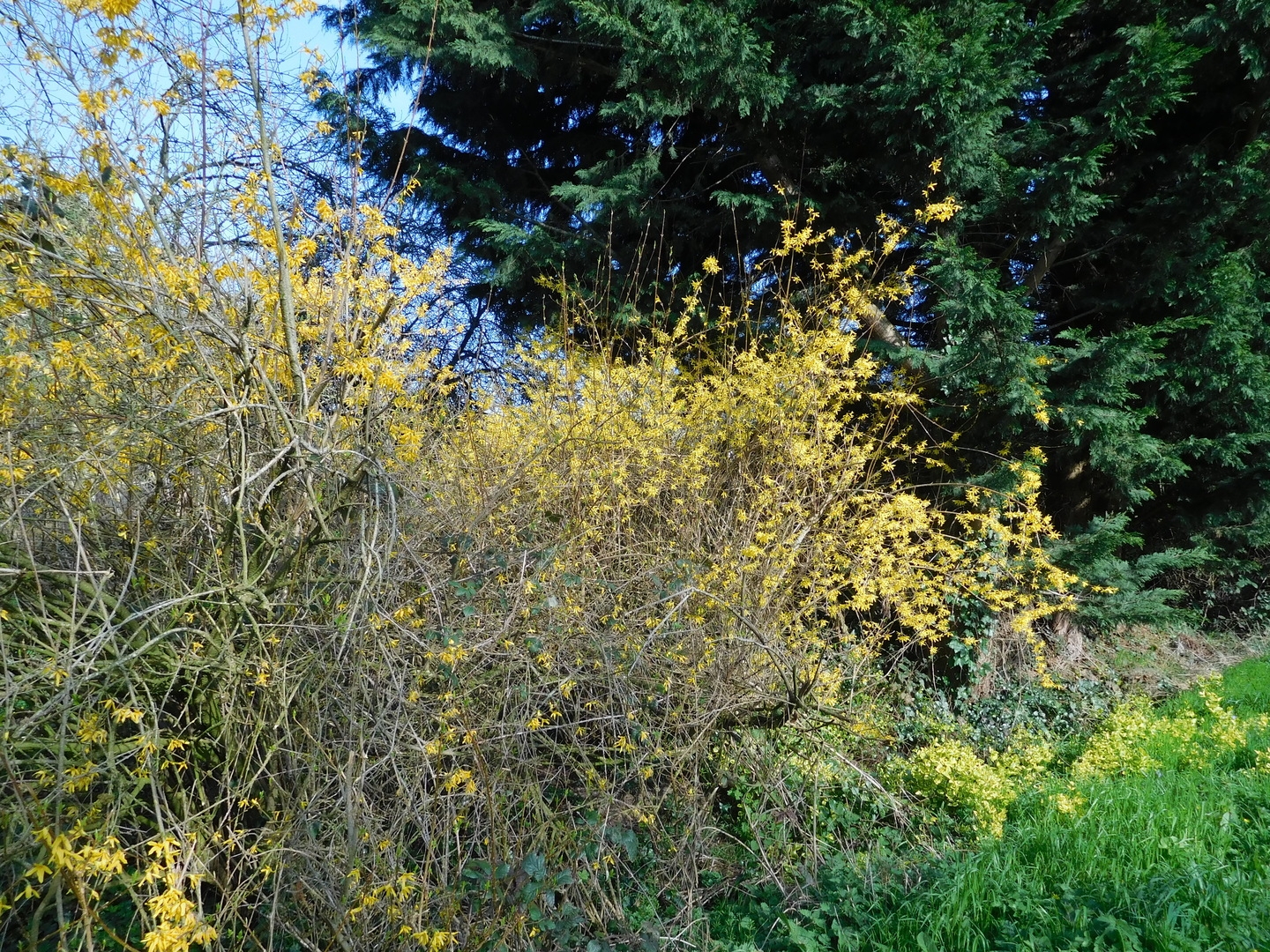 2017-03-27/DSCN4278.JPG